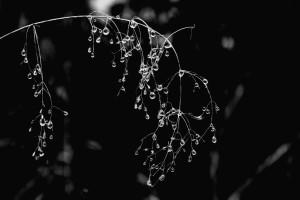 dew-589637_1280